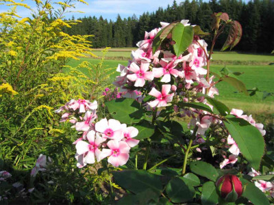 louisephlox3.jpg