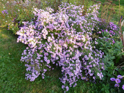 2018-10-17 Aster ericoides 'Rosa Raureif' 1.jpg