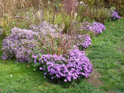 2018-10-20 Aster 'Rosenwichtel' - 'Rosa Raureif'.jpg