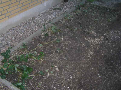 baumfaellung2.jpg