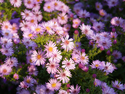 2018-10-17 Aster ericoides 'Rosa Raureif' 2.jpg