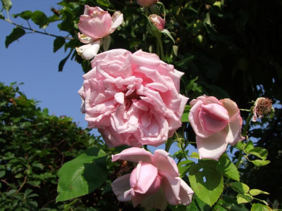 2020_0516AugustHitze0025.JPG