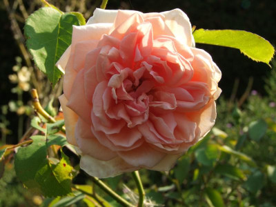 2020_0516AugustHitze0069.JPG