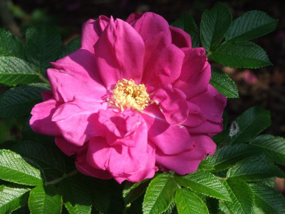 2020_0516AugustHitze0090.JPG