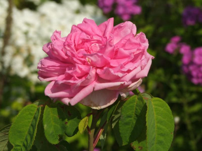 2020_0516AugustHitze0179.JPG