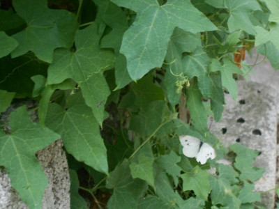 DSCN0256.JPG