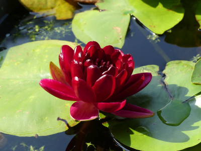 2020-08-15 Nymphaea 'Black Princess' 1.jpg
