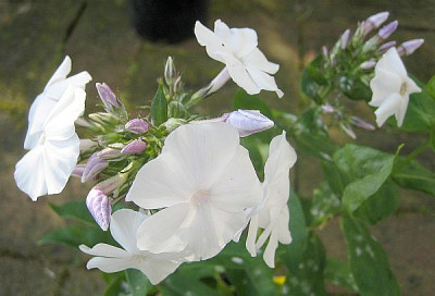 Schneerausch_78271.jpg