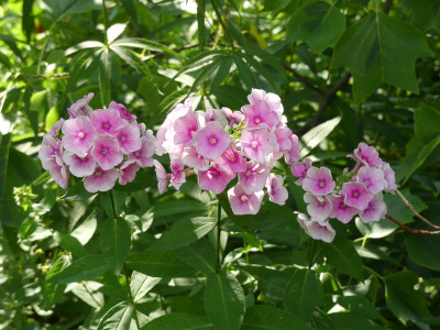 2020-08-15 Phlox 'Tüpfelchen' 1.jpg