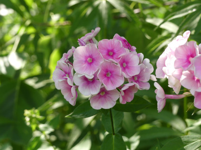 2020-08-15 Phlox 'Tüpfelchen' 2.jpg