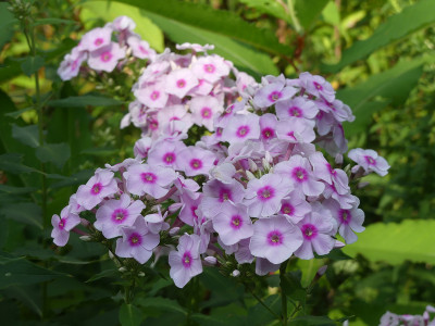 2020-08-15 Phlox 'Sommerbouquet' 1.jpg