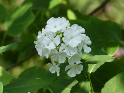 2020-08-15 Phlox 'Zauberflöte' 1.jpg