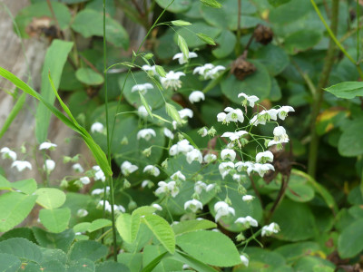 2020-08-15 Thalictrum 'Splendide White' 1.jpg