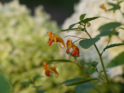 2020-08-15  Impatiens capensis.jpg