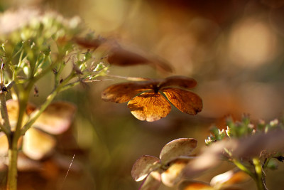 Morbider-Garten-Nov-17.jpg