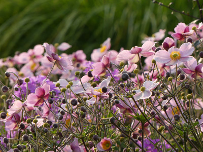2020-08-15 Anemone 'Robustissima' 1.jpg
