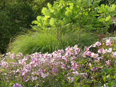 2020-08-15 Gartenimpressionen 1.jpg