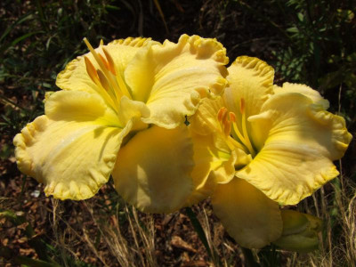 2020_0516AugustHitze0134.JPG