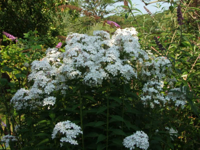 2020_0516AugustHitze0042.JPG
