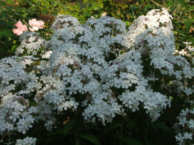 2020_0516AugustHitze0043.JPG