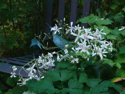 Clematis_heracleifolia_Sander.jpg