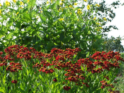 2020_0516AugustHitze0160.JPG