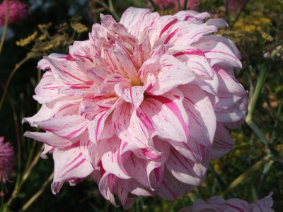 2020_0516AugustHitze0050.JPG
