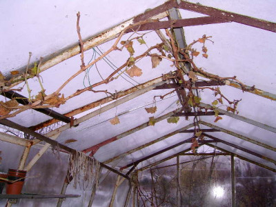 Garten-pur_008.jpg