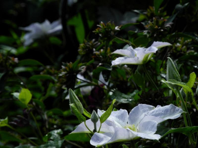 2020-07-08 Yukikomachi.JPG