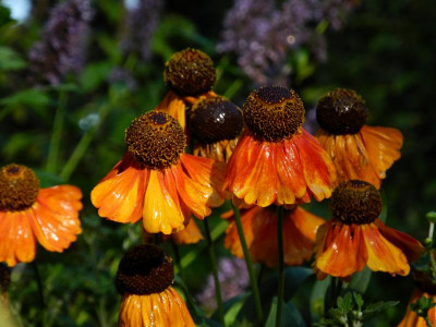 Helenium Luc 2020-08-13.JPG