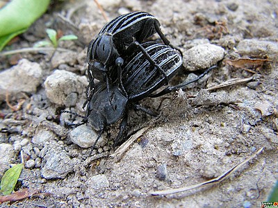 alphasida_7551a.JPG
