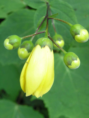 Kirengeshoma.jpg