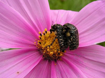 oxythyrea_funesta_8101a.JPG