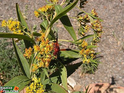 rote_Wespe_9603a.JPG
