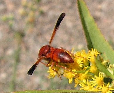 rote_Wespe_9605a.jpg