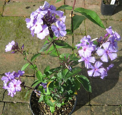 Blauer_Morgen_78241.jpg