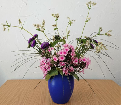 Phlox.JPG