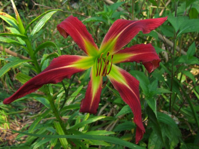 2020_0517AugustHitze20201.JPG