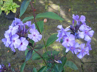 Blauer_Morgen_78251.jpg