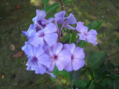 Blauer_Morgen_78281.jpg