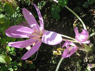 Colchicum_Lilac_Wonder_78302.jpg