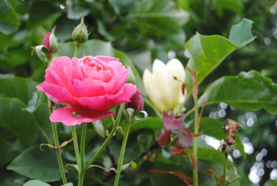 DSC_0917.JPG