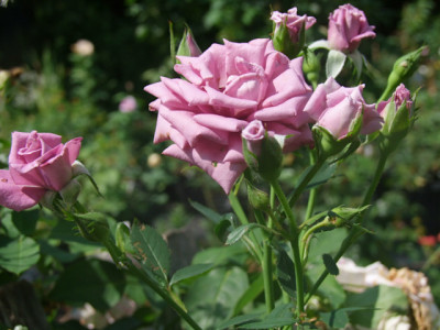 DSCF5769.JPG