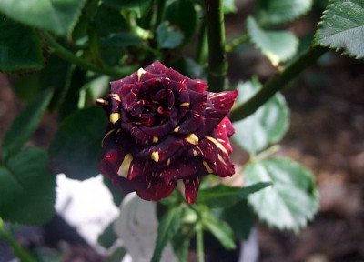 DSCF5673.JPG