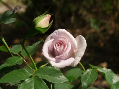 DSCF5207.JPG
