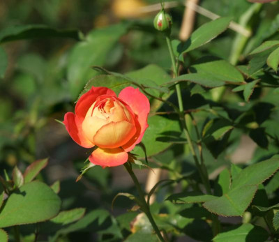 DSCF5084.JPG