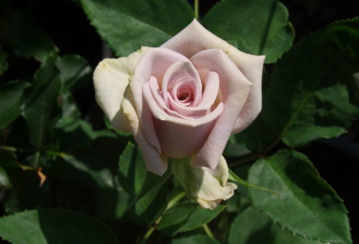 DSCF5090.JPG