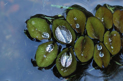 07331_wasser_tropfen.jpg