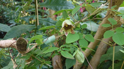 Codonopsis lanceolata.JPG