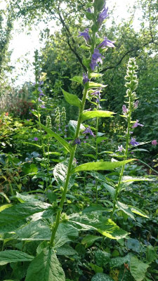 Lobelia syphilitica.JPG